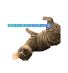 保護猫チクワ（個別スタンプ：5）