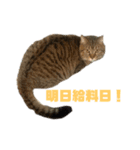 保護猫チクワ（個別スタンプ：6）