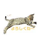 保護猫チクワ（個別スタンプ：7）