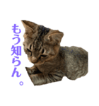 保護猫チクワ（個別スタンプ：8）