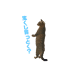 保護猫チクワ（個別スタンプ：9）