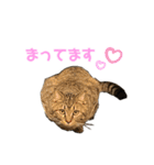 保護猫チクワ（個別スタンプ：11）