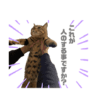 保護猫チクワ（個別スタンプ：12）