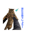 保護猫チクワ（個別スタンプ：13）