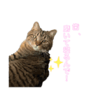 保護猫チクワ（個別スタンプ：14）