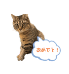 保護猫チクワ（個別スタンプ：15）