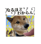 ちょっとシュールな豆柴スタンプ（個別スタンプ：4）