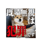 ちょっとシュールな豆柴スタンプ（個別スタンプ：9）