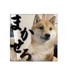 ちょっとシュールな豆柴スタンプ（個別スタンプ：12）