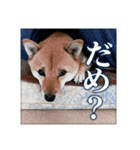 ちょっとシュールな豆柴スタンプ（個別スタンプ：15）