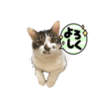 ねこねこねこねこ猫猫猫猫ね（個別スタンプ：7）