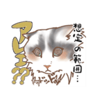 3匹の猫の生活はこんな感じ（個別スタンプ：31）