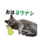 ロシアンブルーねこ「さくら」【ダジャレ】（個別スタンプ：1）