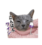 ロシアンブルーねこ「さくら」【ダジャレ】（個別スタンプ：3）