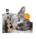 ロシアンブルーねこ「さくら」【ダジャレ】（個別スタンプ：4）