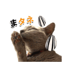 ロシアンブルーねこ「さくら」【ダジャレ】（個別スタンプ：5）