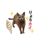 ロシアンブルーねこ「さくら」【ダジャレ】（個別スタンプ：6）