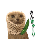 ロシアンブルーねこ「さくら」【ダジャレ】（個別スタンプ：7）