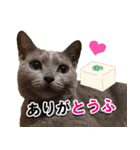 ロシアンブルーねこ「さくら」【ダジャレ】（個別スタンプ：8）