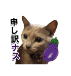 ロシアンブルーねこ「さくら」【ダジャレ】（個別スタンプ：9）