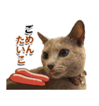 ロシアンブルーねこ「さくら」【ダジャレ】（個別スタンプ：10）