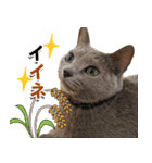 ロシアンブルーねこ「さくら」【ダジャレ】（個別スタンプ：15）