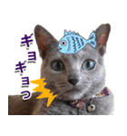 ロシアンブルーねこ「さくら」【ダジャレ】（個別スタンプ：18）