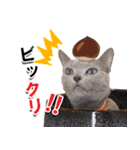 ロシアンブルーねこ「さくら」【ダジャレ】（個別スタンプ：19）