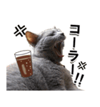 ロシアンブルーねこ「さくら」【ダジャレ】（個別スタンプ：20）