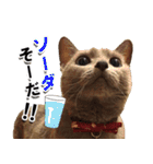 ロシアンブルーねこ「さくら」【ダジャレ】（個別スタンプ：21）