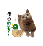 ロシアンブルーねこ「さくら」【ダジャレ】（個別スタンプ：22）