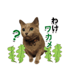 ロシアンブルーねこ「さくら」【ダジャレ】（個別スタンプ：23）