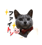 ロシアンブルーねこ「さくら」【ダジャレ】（個別スタンプ：25）