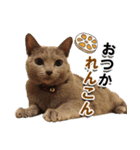 ロシアンブルーねこ「さくら」【ダジャレ】（個別スタンプ：26）