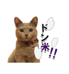 ロシアンブルーねこ「さくら」【ダジャレ】（個別スタンプ：30）