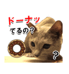 ロシアンブルーねこ「さくら」【ダジャレ】（個別スタンプ：31）