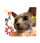 ロシアンブルーねこ「さくら」【ダジャレ】（個別スタンプ：32）