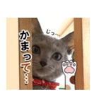 ロシアンブルーねこ「さくら」【ダジャレ】（個別スタンプ：34）