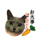 ロシアンブルーねこ「さくら」【ダジャレ】（個別スタンプ：36）