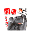 ロシアンブルーねこ「さくら」【ダジャレ】（個別スタンプ：37）