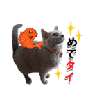 ロシアンブルーねこ「さくら」【ダジャレ】（個別スタンプ：39）