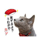 ロシアンブルーねこ「さくら」【ダジャレ】（個別スタンプ：40）