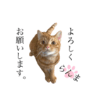 天とらんま。そのに（個別スタンプ：1）