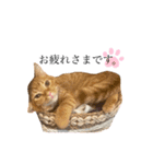 天とらんま。そのに（個別スタンプ：2）