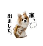 天とらんま。そのに（個別スタンプ：8）