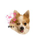天とらんま。そのに（個別スタンプ：12）