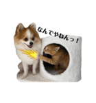 天とらんま。そのに（個別スタンプ：15）