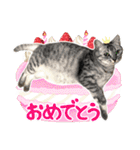 使う！猫ちゃん しろくろたぬ（個別スタンプ：13）