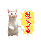 使う！猫ちゃん しろくろたぬ（個別スタンプ：25）