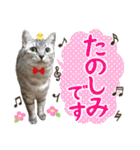 使う！猫ちゃん しろくろたぬ（個別スタンプ：34）